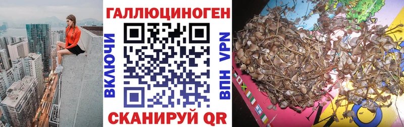 Купить где  Ефремов  Псилоцибиновые грибы Psilocybine cubensis 
